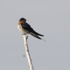 Hirundo neoxena at Fyshwick Sewerage Treatment Plant - 25 May 2018