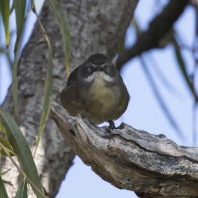 Sericornis frontalis (White-browed Scrubwren) at Jerrabomberra Wetlands - 25 May 2018 by Alison Milton