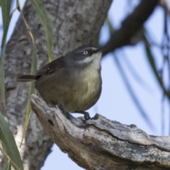 Sericornis frontalis at Fyshwick, ACT - 25 May 2018 11:44 AM