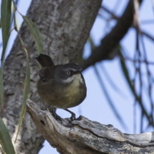 Sericornis frontalis at Fyshwick, ACT - 25 May 2018