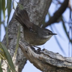 Sericornis frontalis at Fyshwick, ACT - 25 May 2018 11:44 AM