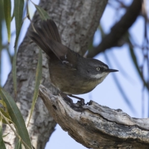 Sericornis frontalis at Fyshwick, ACT - 25 May 2018 11:44 AM