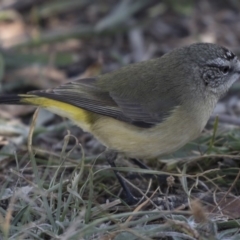 Acanthiza chrysorrhoa (Yellow-rumped Thornbill) at Fyshwick Sewerage Treatment Plant - 25 May 2018 by AlisonMilton