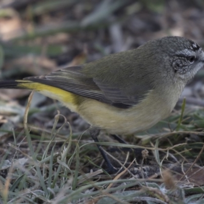 Acanthiza chrysorrhoa (Yellow-rumped Thornbill) at Fyshwick, ACT - 25 May 2018 by AlisonMilton