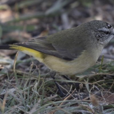 Acanthiza chrysorrhoa (Yellow-rumped Thornbill) at Fyshwick, ACT - 25 May 2018 by Alison Milton