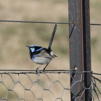 Malurus cyaneus (Superb Fairywren) at Fyshwick, ACT - 25 May 2018 by Alison Milton