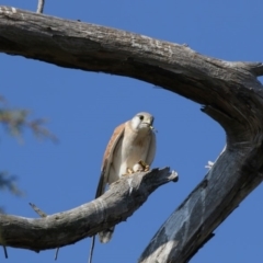 Falco cenchroides (Nankeen Kestrel) at Fyshwick, ACT - 25 May 2018 by Alison Milton