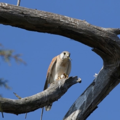 Falco cenchroides (Nankeen Kestrel) at Fyshwick, ACT - 25 May 2018 by Alison Milton