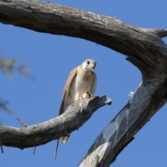 Falco cenchroides at Fyshwick Sewerage Treatment Plant - 25 May 2018 11:56 AM