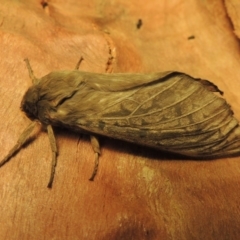 Oxycanus antipoda (Late Oxycanus) at Pine Island to Point Hut - 30 May 2018 by michaelb