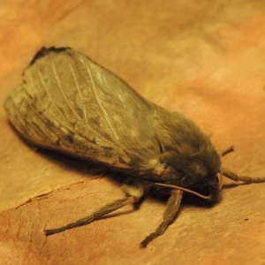 Oxycanus antipoda at Pine Island to Point Hut - 30 May 2018