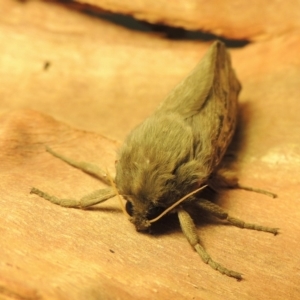 Oxycanus antipoda at Pine Island to Point Hut - 30 May 2018