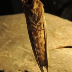 Oxycanus antipoda at Pine Island to Point Hut - 30 May 2018