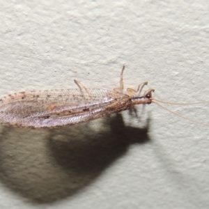 Hemerobiidae sp. (family) at Conder, ACT - 10 Mar 2015 10:44 PM