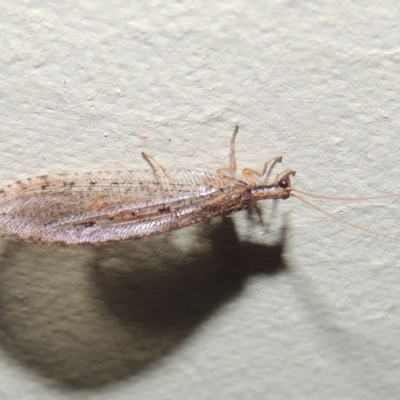 Hemerobiidae sp. (family) (Unidentified brown lacewing) at Conder, ACT - 10 Mar 2015 by MichaelBedingfield