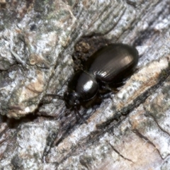 Adelium brevicorne (Bronzed field beetle) at Lake Burley Griffin West - 4 Jun 2018 by jbromilow50