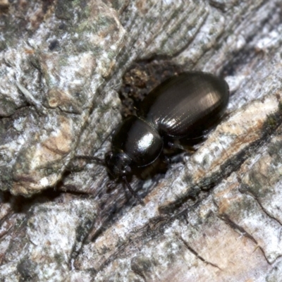 Adelium brevicorne (Bronzed field beetle) at Lake Burley Griffin West - 4 Jun 2018 by jbromilow50