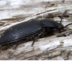 Meneristes australis (Darking beetle) at Acton, ACT - 4 Jun 2018 by jb2602