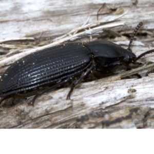 Meneristes australis at Acton, ACT - 4 Jun 2018 12:54 PM