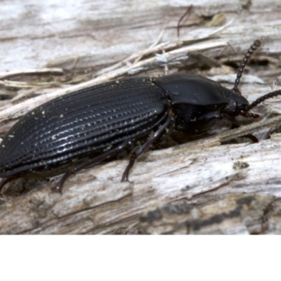 Meneristes australis (Darking beetle) at Lake Burley Griffin West - 4 Jun 2018 by jbromilow50