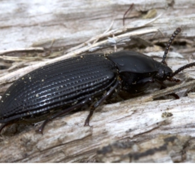 Meneristes australis (Darking beetle) at Acton, ACT - 4 Jun 2018 by jb2602