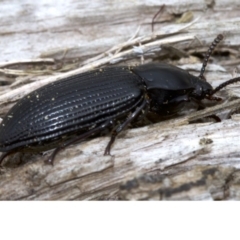 Meneristes australis (Darking beetle) at Acton, ACT - 4 Jun 2018 by jbromilow50