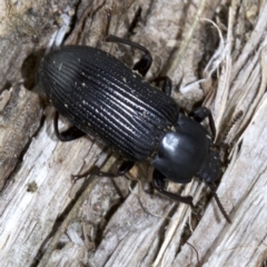 Meneristes australis at Acton, ACT - 4 Jun 2018 12:54 PM