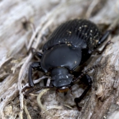 Meneristes australis at Acton, ACT - 4 Jun 2018 12:54 PM