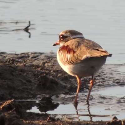 Charadrius melanops (Black-fronted Dotterel) at Jerrabomberra Wetlands - 28 May 2018 by michaelb