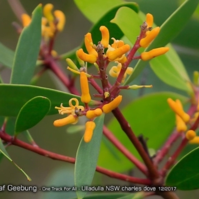 Persoonia levis (Broad-leaved Geebung) at - 11 Dec 2017 by Charles Dove