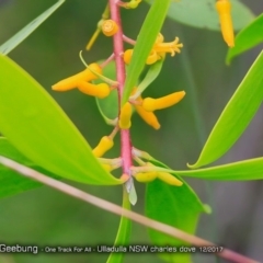 Persoonia levis at Ulladulla Reserves Bushcare - 12 Dec 2017