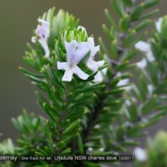 Westringia fruticosa (Native Rosemary) at One Track For All - 10 Dec 2017 by Charles Dove