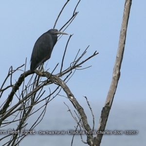 Egretta sacra at Ulladulla, NSW - 11 Dec 2017