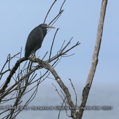 Egretta sacra (Eastern Reef Egret) at Coomee Nulunga Cultural Walking Track - 10 Dec 2017 by Charles Dove
