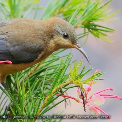 Acanthorhynchus tenuirostris (Eastern Spinebill) at Ulladulla Reserves Bushcare - 11 Dec 2017 by CharlesDove