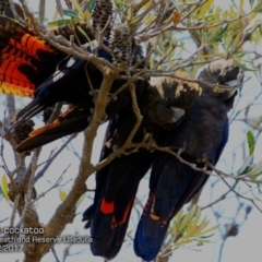 Calyptorhynchus lathami lathami (Glossy Black-Cockatoo) at South Pacific Heathland Reserve - 6 Dec 2017 by Charles Dove