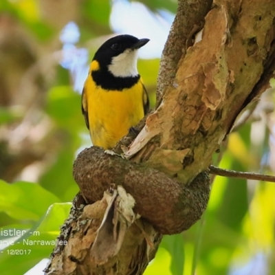 Pachycephala pectoralis (Golden Whistler) at Undefined - 5 Dec 2017 by Charles Dove