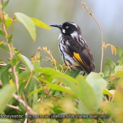Phylidonyris novaehollandiae (New Holland Honeyeater) at One Track For All - 10 Dec 2017 by Charles Dove