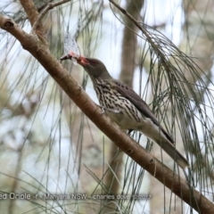 Oriolus sagittatus (Olive-backed Oriole) at Undefined - 7 Dec 2017 by Charles Dove