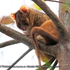 Pseudocheirus peregrinus (Common Ringtail Possum) at Ulladulla Reserves Bushcare - 10 Dec 2017 by Charles Dove