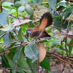 Rhipidura rufifrons (Rufous Fantail) at Undefined - 7 Dec 2017 by Charles Dove