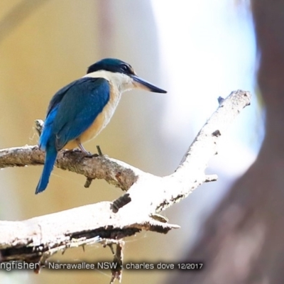 Todiramphus sanctus (Sacred Kingfisher) at Narrawallee Foreshore and Reserves Bushcare Group - 5 Dec 2017 by Charles Dove