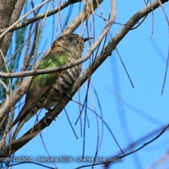 Chrysococcyx lucidus (Shining Bronze-Cuckoo) at Manyana Inyadda Drive development area - 5 Dec 2017 by CharlesDove