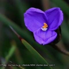 Patersonia sp. at One Track For All - 10 Dec 2017 by Charles Dove