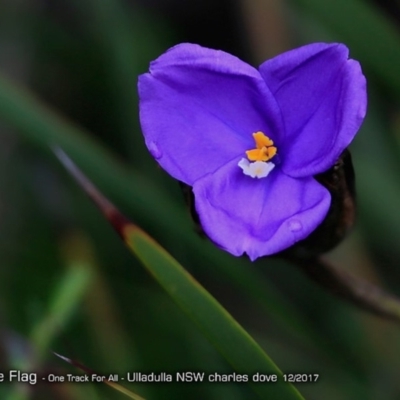 Patersonia sp. at One Track For All - 10 Dec 2017 by Charles Dove