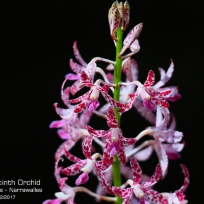Dipodium variegatum (Blotched Hyacinth Orchid) at Narrawallee Foreshore and Reserves Bushcare Group - 7 Dec 2017 by Charles Dove