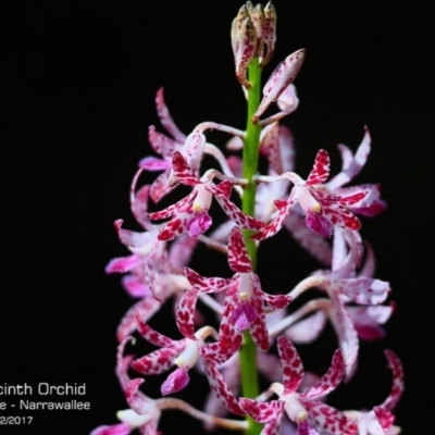 Dipodium variegatum (Blotched Hyacinth Orchid) at Garrads Reserve Narrawallee - 8 Dec 2017 by CharlesDove