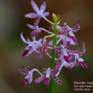 Dipodium variegatum at Garrads Reserve Narrawallee - 8 Dec 2017