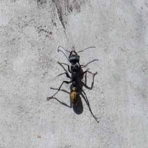 Myrmecia piliventris at Cook, ACT - 5 Mar 2018 02:48 PM