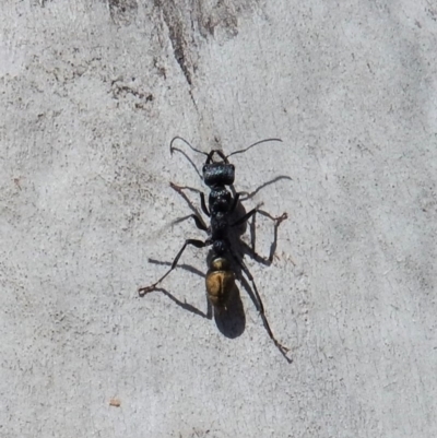 Myrmecia piliventris (Golden tail bull ant) at Mount Painter - 5 Mar 2018 by CathB